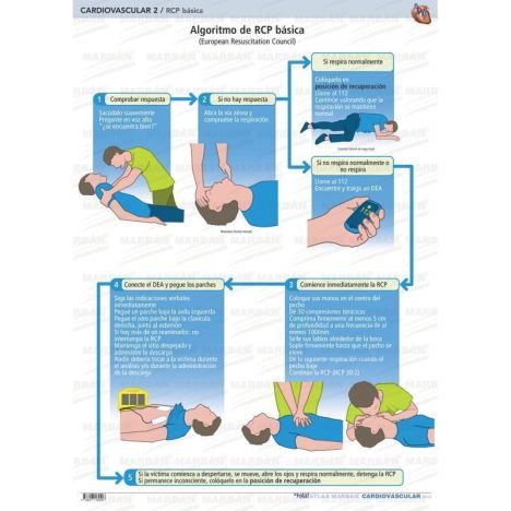 2. CARDIOVASCULAR - RCP BASICA 