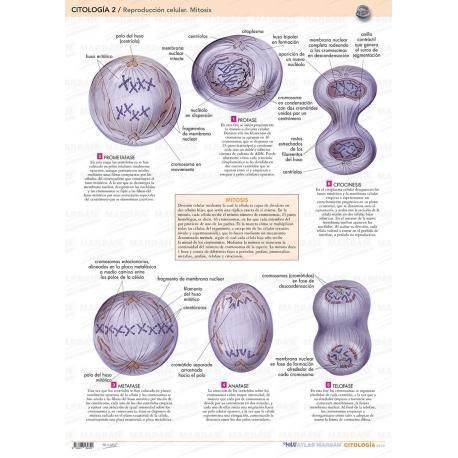 2. CITOLOGIA - REPRODUCCION CELULAR - MITOSIS 