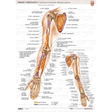 5. HUESOS Y MUSCULOS - INSERCIONES MUSCULARES - MIEMBRO SUPERIOR