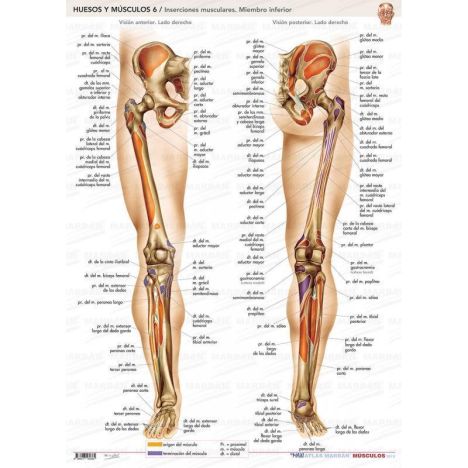6. HUESOS Y MUSCULOS - INSERCIONES MUSCULARES MIEMBRO INFERIOR