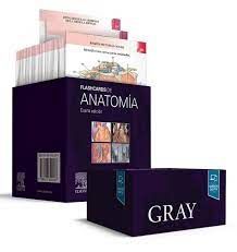 Gray. Flashcards de Anatomía 4º ed
