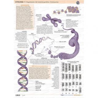 1. CITOLOGIA - ORGANIZACION DEL MATERIAL GENETICO 